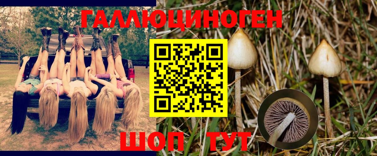 Егорьевск  Псилоцибиновые грибы мицелий  Вход с VPN 